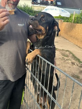 Rottweiler Welpen