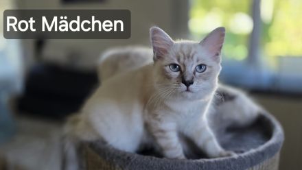"Platz vor Preis" Ragoll Kitten zur abgabe
