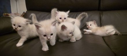 "Platz vor Preis" Ragoll Kitten zur abgabe