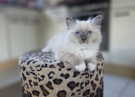 Traumhafte Ragdolls Kitten Abgabe ab 12.07.26