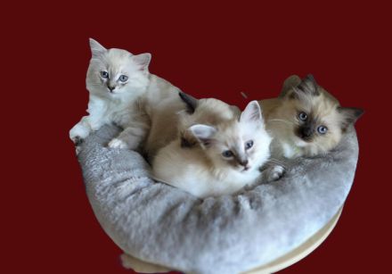 Traumhafte Ragdolls Kitten Abgabe ab 12.07.26