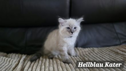 Traumhafte Ragdolls Kitten Abgabe ab 12.07.26