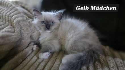 Traumhafte Ragdolls Kitten Abgabe ab 12.07.26