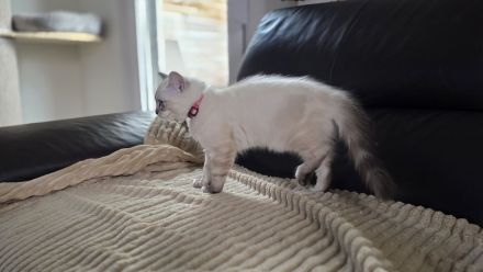 "Platz vor Preis" Ragoll Kitten zur abgabe