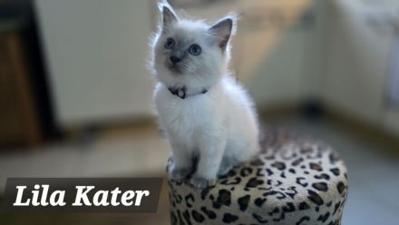 Traumhafte Ragdolls Kitten Abgabe ab 12.07.26