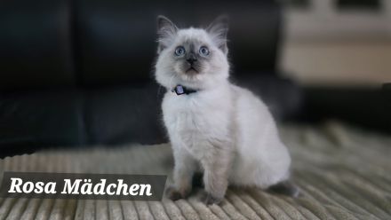 Traumhafte Ragdolls Kitten Abgabe ab 12.07.26