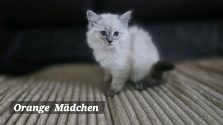 Traumhafte Ragdolls Kitten Abgabe ab 12.07.26