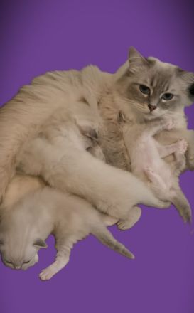"Platz vor Preis" Ragoll Kitten zur abgabe