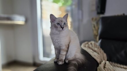 "Platz vor Preis" Ragoll Kitten zur abgabe