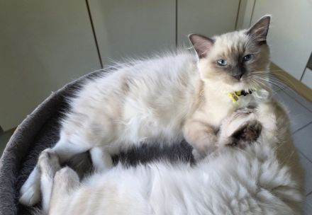"Platz vor Preis" Ragoll Kitten zur abgabe
