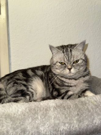 Reinrassige BKH kitten suchen ein liebevolles Zuhause