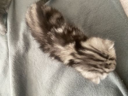 Reinrassige BKH kitten suchen ein liebevolles Zuhause