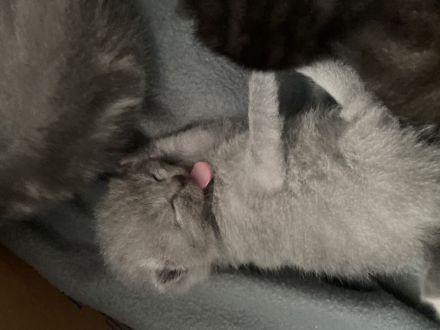 Reinrassige BKH kitten suchen ein liebevolles Zuhause
