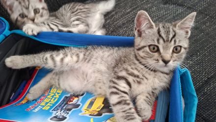 BKH Kitten Silver Taby