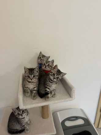 BKH Kitten Silver Taby