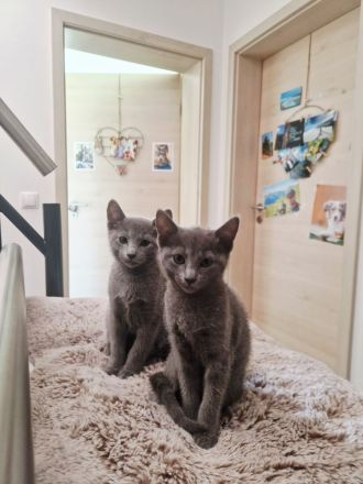 Russischblau Kitten suchen ein liebevolles Zuhause. "Ab dem 4.Juli können wir bei dir zu Hause sein!