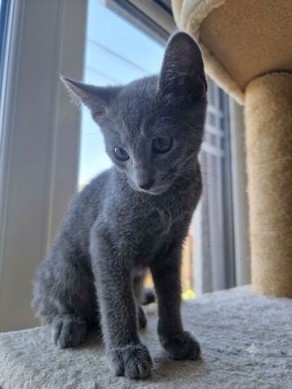 Russischblau Kitten suchen ein liebevolles Zuhause. "Ab dem 4.Juli können wir bei dir zu Hause sein!