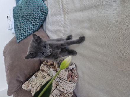 Russischblau Kitten suchen ein liebevolles Zuhause. "Ab dem 4.Juli können wir bei dir zu Hause sein!