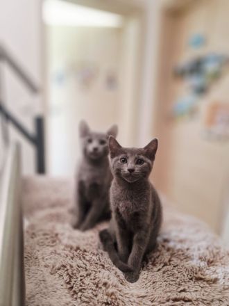 Russischblau Kitten suchen ein liebevolles Zuhause. "Ab dem 4.Juli können wir bei dir zu Hause sein!