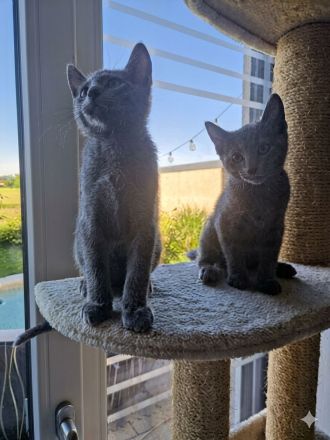 Russischblau Kitten suchen ein liebevolles Zuhause. "Ab dem 4.Juli können wir bei dir zu Hause sein!