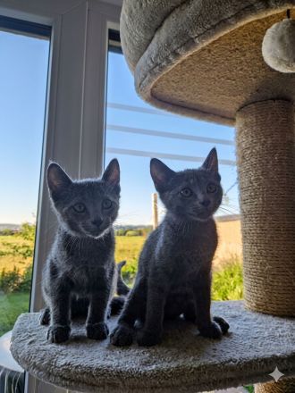 Russischblau Kitten suchen ein liebevolles Zuhause. "Ab dem 4.Juli können wir bei dir zu Hause sein!