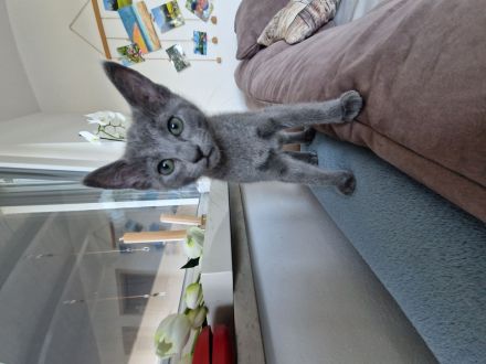 Russischblau Kitten suchen ein liebevolles Zuhause. "Ab dem 4.Juli können wir bei dir zu Hause sein!