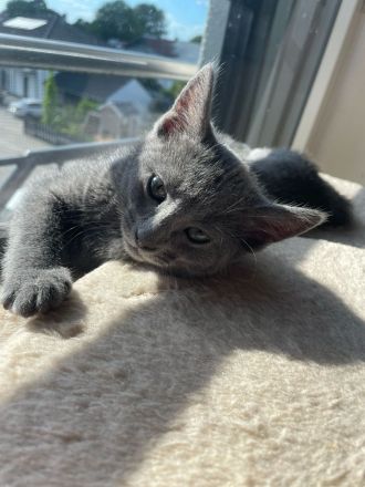 Russischblau Kitten suchen ein liebevolles Zuhause. "Ab dem 4.Juli können wir bei dir zu Hause sein!
