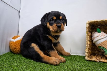 Rottweiler welpen