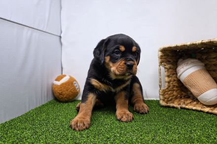 Rottweiler welpen