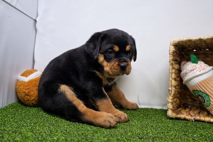 Rottweiler welpen