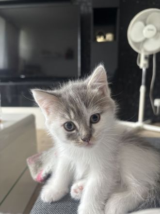 BKH kitten