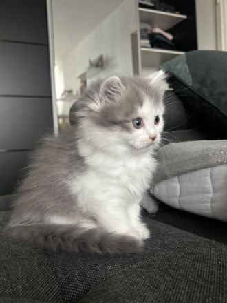 BKH kitten