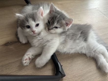BKH kitten
