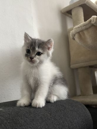 BKH kitten