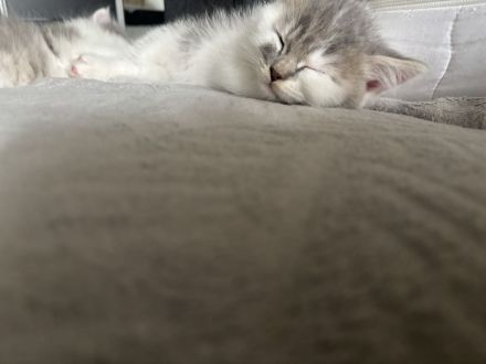 BKH kitten