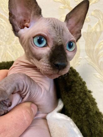 Kanadische Sphynx Kitten mit Stammbaum  ABGABEBEREIT ♥️