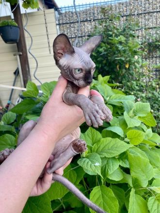Kanadische Sphynx Kitten mit Stammbaum  ABGABEBEREIT ♥️