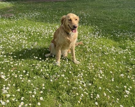 Liebevolle Golden-Retriever-Hündin (5 Jahre) sucht neues Zuhause