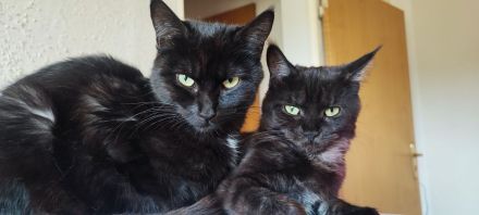 Maine Coone Mix Kitten suchen ein liebevolles Zuhause !