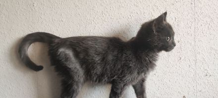 Maine Coone Mix Kitten suchen ein liebevolles Zuhause !