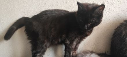 Maine Coone Mix Kitten suchen ein liebevolles Zuhause !