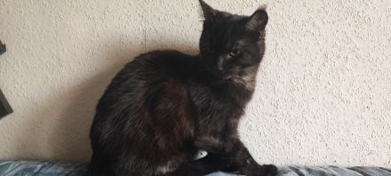 Maine Coone Mix Kitten suchen ein liebevolles Zuhause !