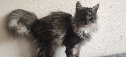 Maine Coone Mix Kitten suchen ein liebevolles Zuhause !