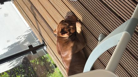 Dexter sucht ein neues zu Hause
