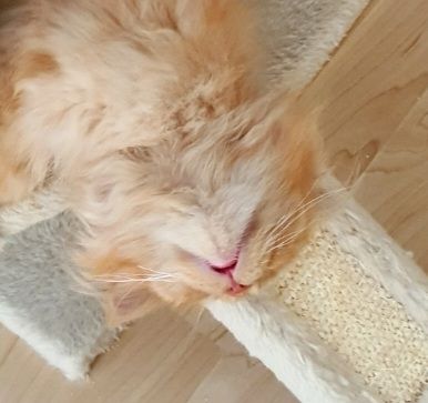 Verschmuster Roter Kater mit Muttermal