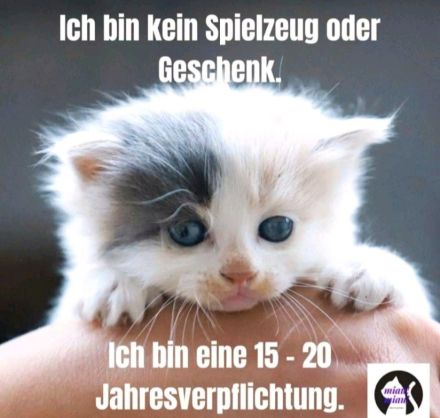 Verschmuster Roter Kater mit Muttermal