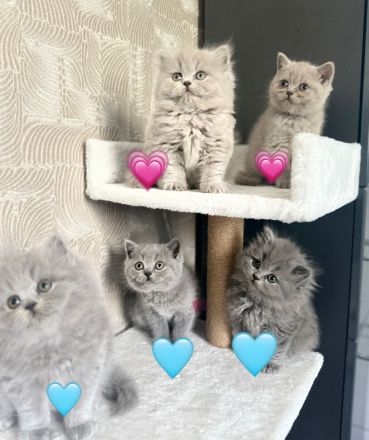 BKH BLH Kitten reinrassig