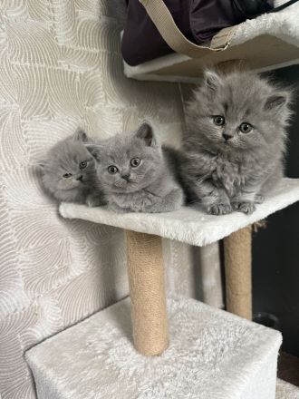 BKH BLH Kitten reinrassig