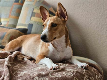 Janne sucht eine aktive Familie, für viel Spaß zusammen zu haben und anschließend Kuschelzeit