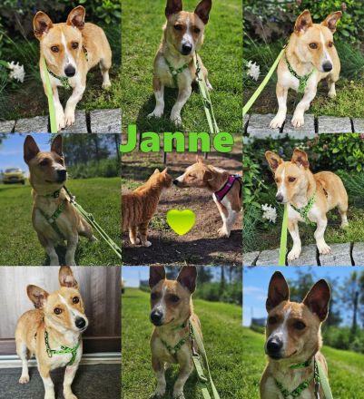Janne sucht eine aktive Familie, für viel Spaß zusammen zu haben und anschließend Kuschelzeit